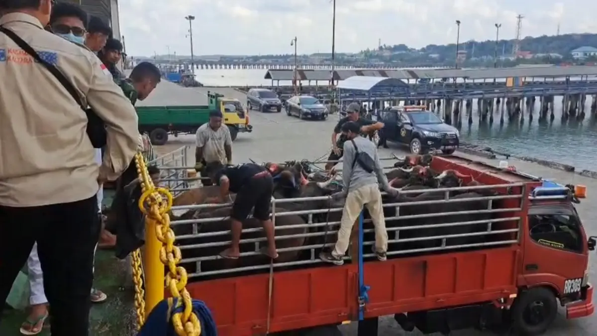 PERKETAT : Karantina memperketat pemasukan ternak melalui jalur tidak resmi masih menjadi perhatian serius menjelang Iduladha 2026. KARANTINA KALTARA&nbsp;