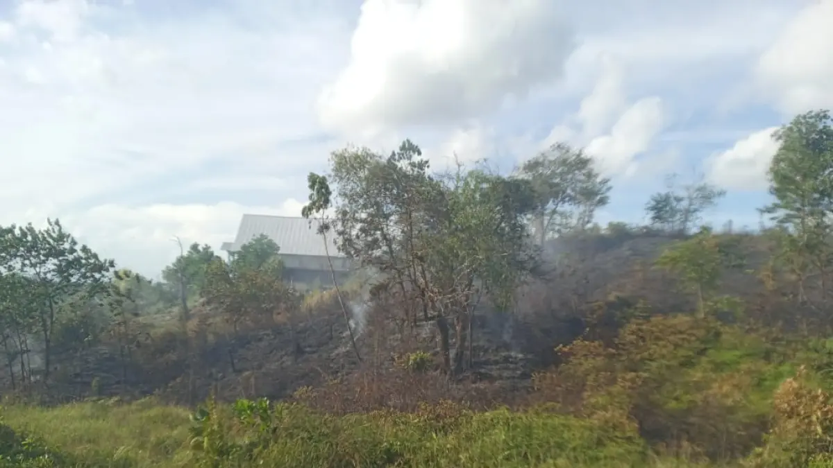 FAKTOR : Gambut di kawasan Pantai Amal, Tarakan, menjadi salah satu faktor utama tingginya risiko karhutla.&nbsp;