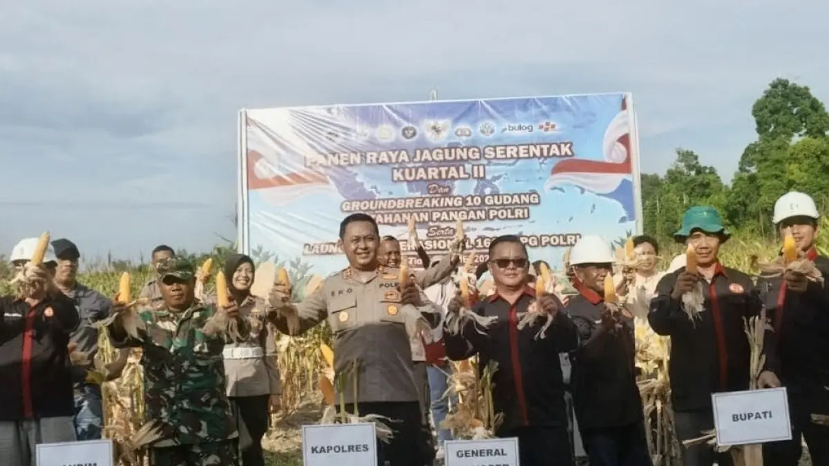 PANEN RAYA: Kapolres Tana Tidung AKBP Eko Nugroho melakukan panen jagu belum lama ini. (FOTO: ISTIMEWA)