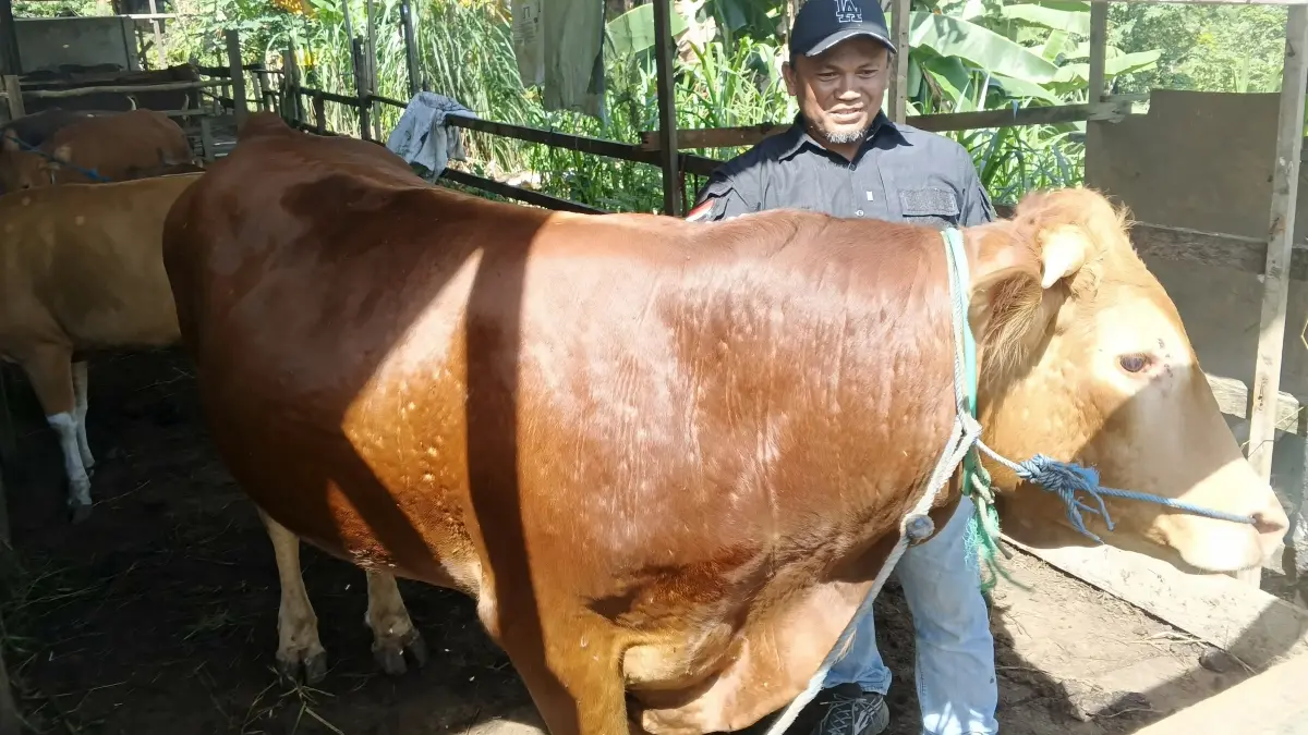 LARIS MANIS: Widodo saat membersihkan sapi kurban yang telah laku terjual. (FOTO: SOPIAN/RADAR TARAKAN)