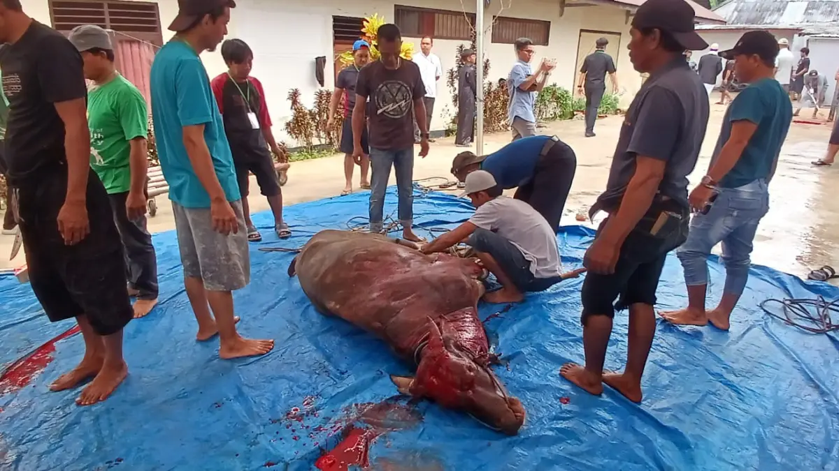GOTONG ROYONG: Masyarakat bersama-sama melaksanakan pemotongan sapi untuk dibagikan. AGUS DIAN ZAKARIA/RADAR TARAKAN