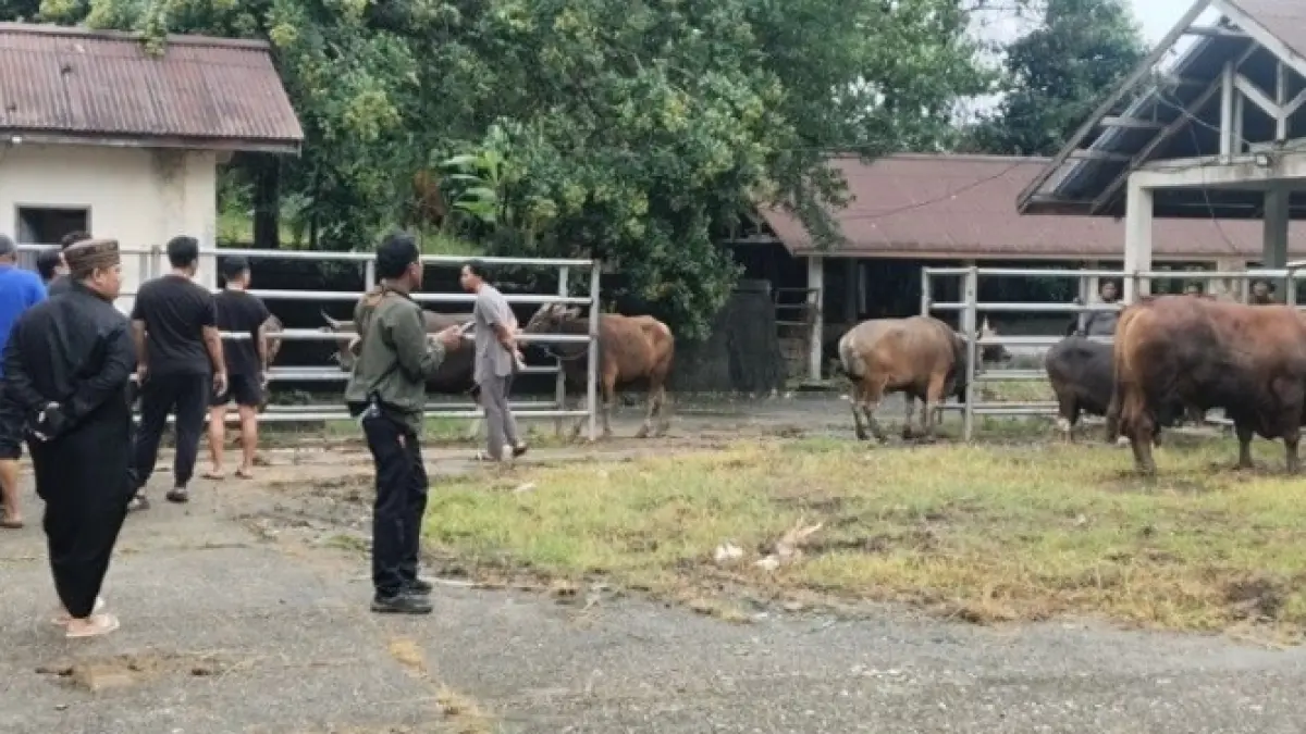 SISTEM ANTREAN : Suasan kegiatan pemotongan hewan kurban di RPH Tarakan. AGUS DIAN ZAKARIA/RADAR TARAKAN