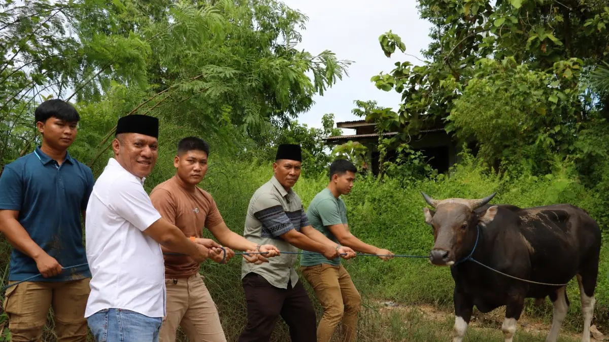 BERBAGI : Kapolres Nunukan AKBP Bonifasius Rumbewas memperlihatkan sapi yang akan dikurbankan pada momen Hari Raya Iduladha.
