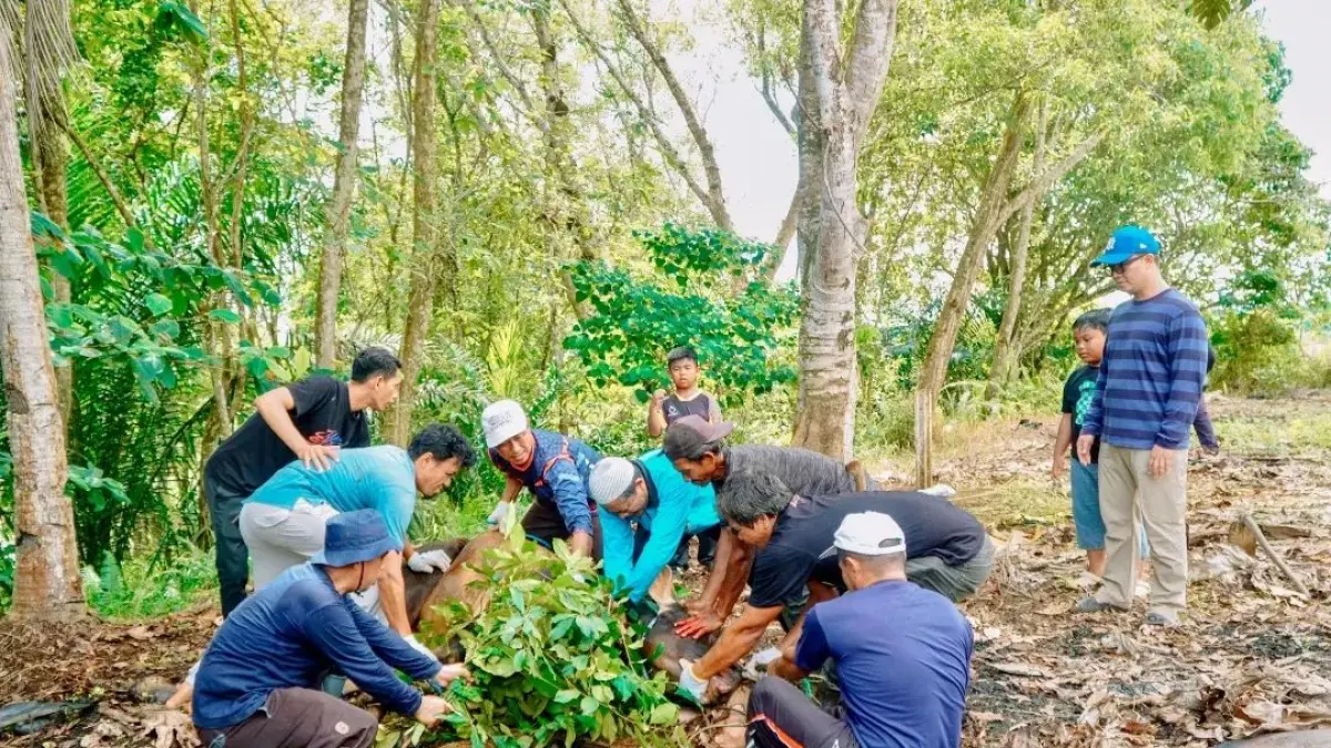IDUL ADHA: Bupati Ibrahim Ali menyaksikan pemotongan hewan kurban miliknya. 
