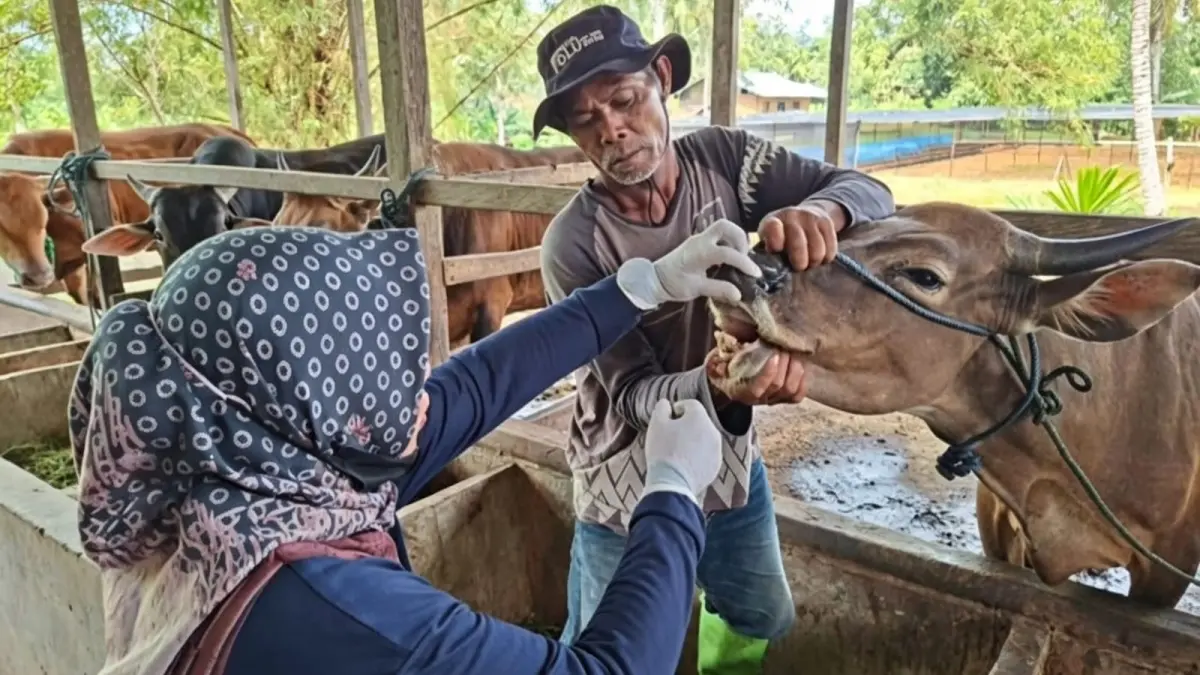 PEMERIKSAAN: Medik Veteriner Disperta Bulungan, drh. Mariyana melakukan pengecekan mulut hewan kurban. FOTO: DOK WARGA