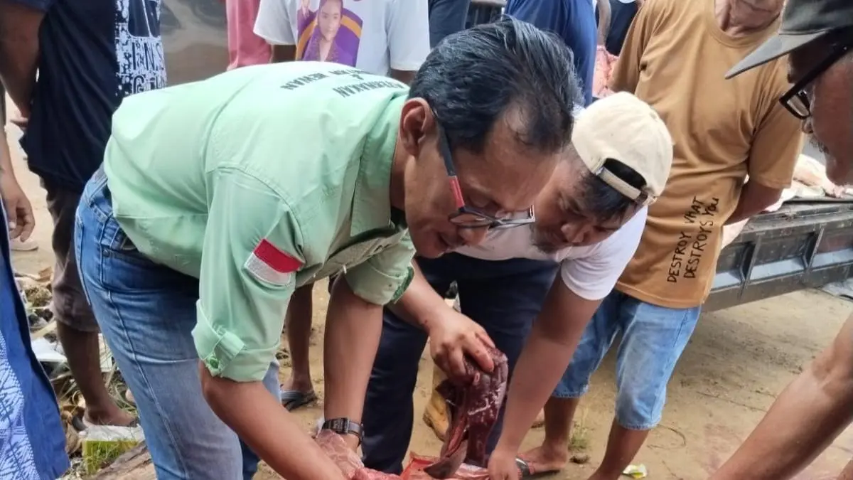 PENGECEKAN : Tim DKPP Nunukan melakukan pemeriksaan penyembelihan hewan kurban.&nbsp;
