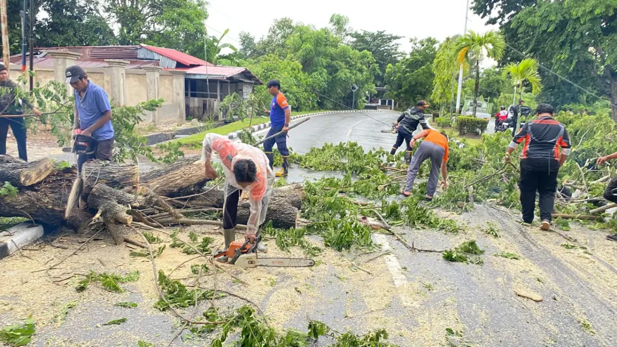 TUTUPI JALAN: BPBD Nunukan bersama personel gabungan terdiri dari Damkar Nunukan, Polres Nunukan, Brimob, DLH Nunukan serta warga sekitar membersihkan pohon tumbang.&nbsp;