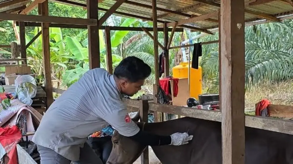 KURBAN: Bidang Peternakan, Distan Malinau saat melakukan vaksinasi kepada sapi kurban di peternakan warga malinau. FOTO: DIPA/RADAR TARAKAN