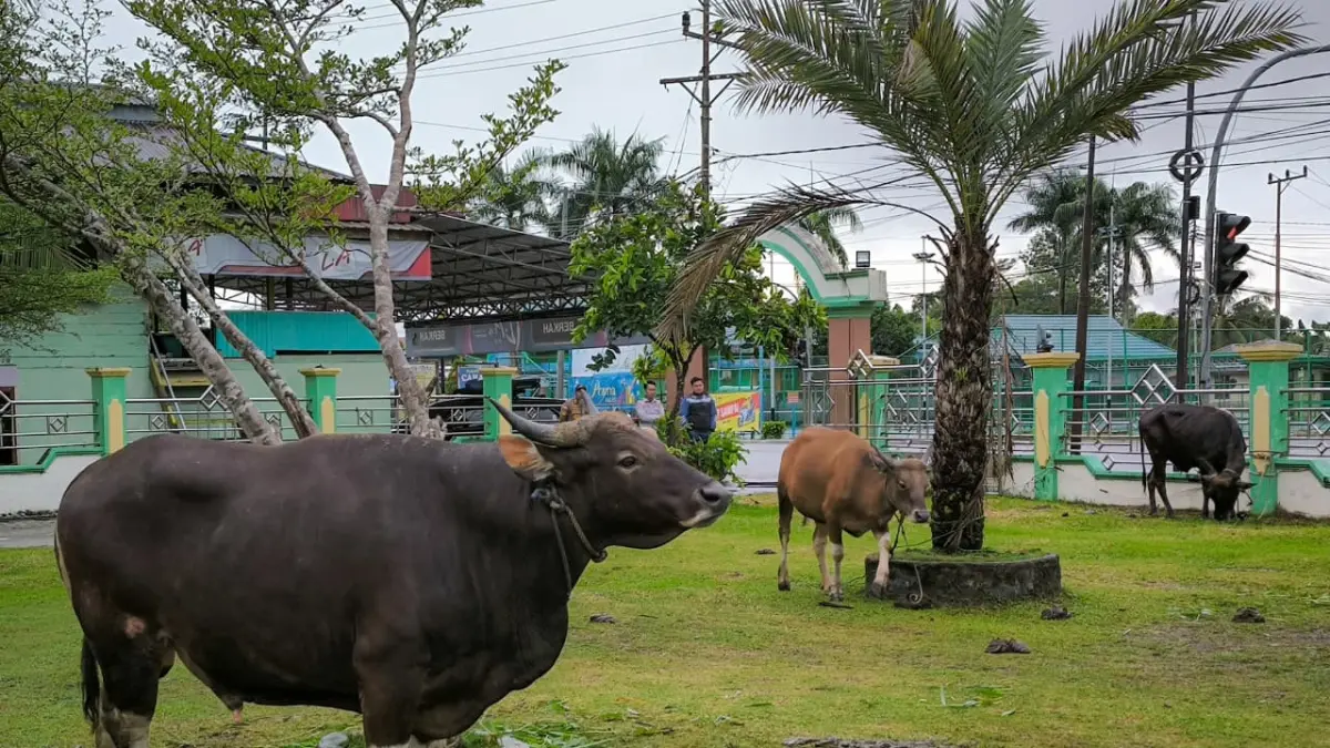 KURBAN: Sapi-sapi kurban dari Pemda Malinau yang di hibahkan lewat PHBI Malinau. FOTO: DIPA/RADAR TARAKAN