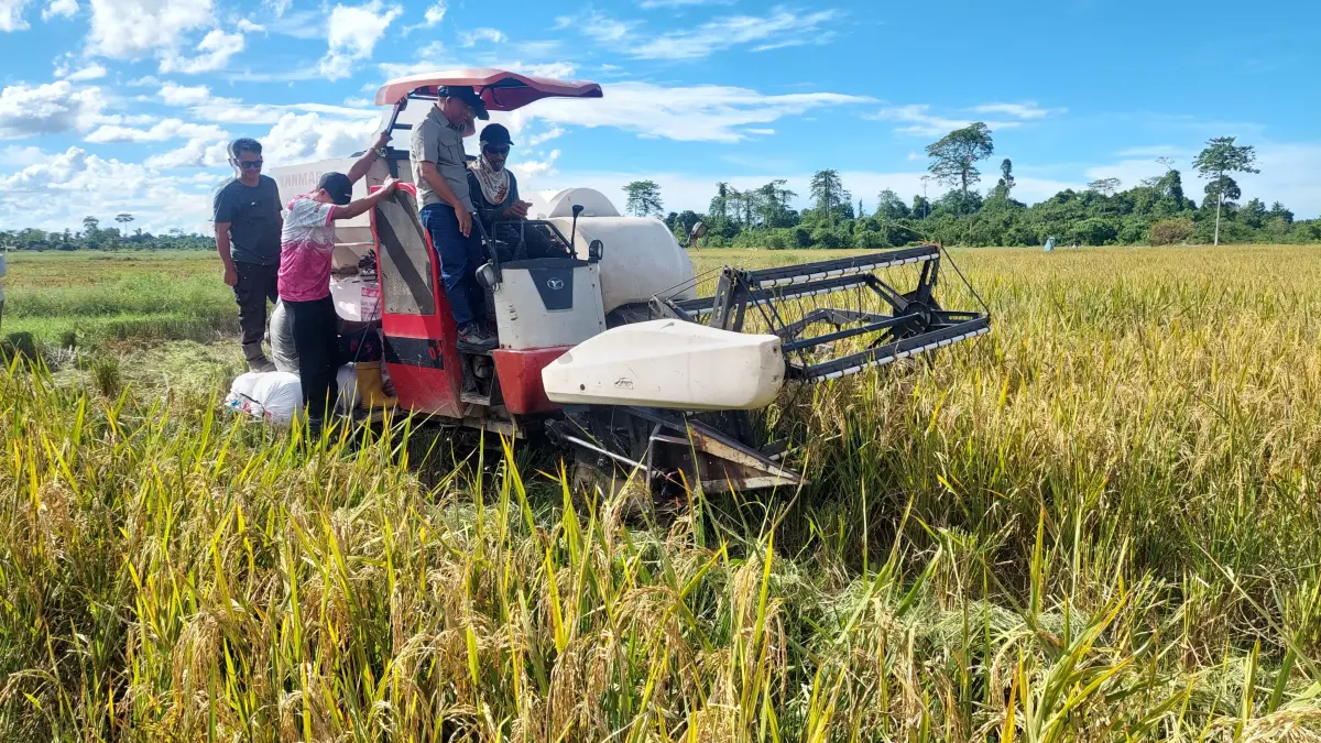 PANEN PADI: Tampak aktivitas petani memanen padi di lahan pertanian Bulungan. FOTO: RADAR TARAKAN