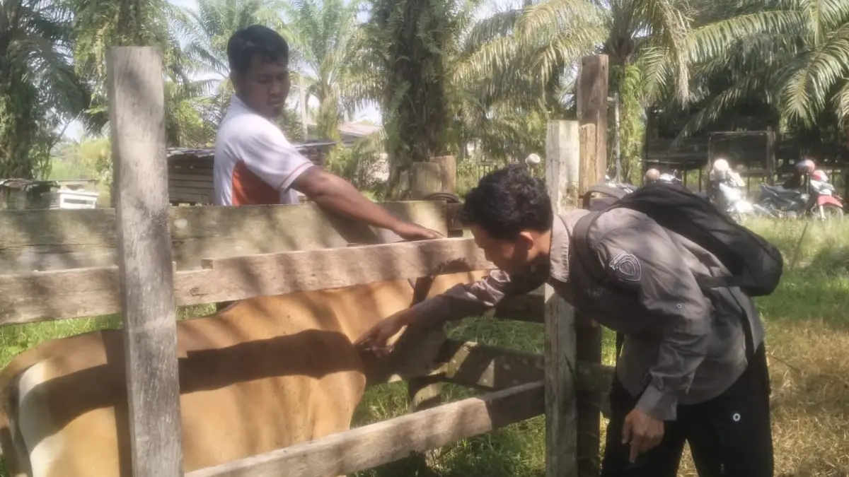 WASPADA: Bidang Peternakan, Distan Malinau saat melakukan vaksinasi kepada sapi kurban di peternakan warga malinau. FOTO: DIPA/RADAR TARAKAN