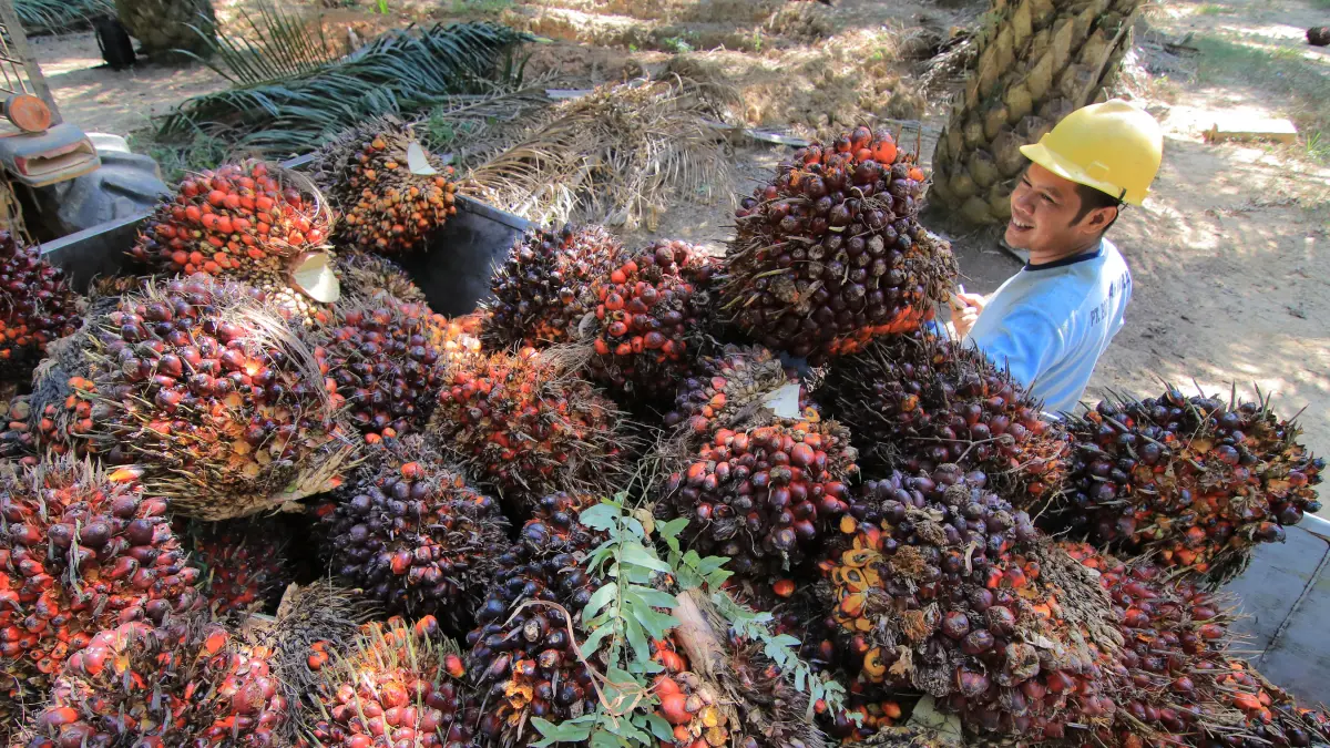 MINTA PATUHI: Dikeluarkannya SE Nomor 47/2026 oleh Bupati Nunukan untuk mengingatkan seluruh perusahaan dan pabrik pengolahan kelapa sawit agar mematuhi harga pembelian TBS yang telah ditetapkan Pemprov Kaltara. DOK/KP