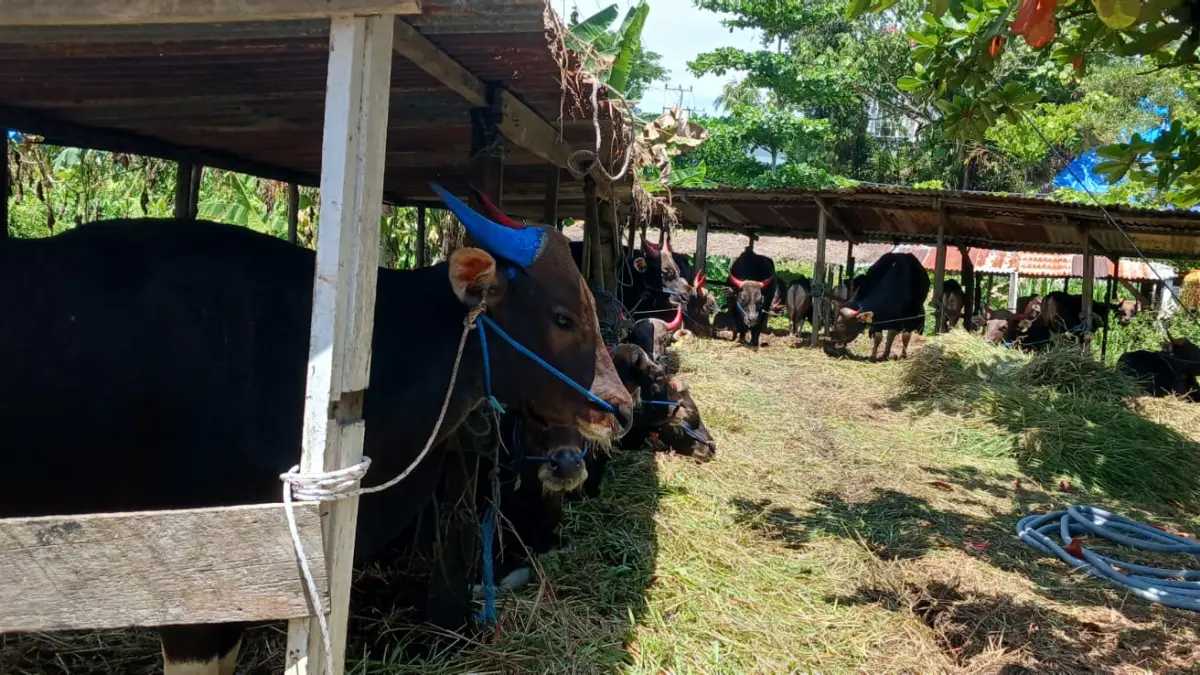 MENGELUHKAN : Kondisi kandang penampungan sapi milik pelaku usaha ternak di Kota Tarakan. AGUS DIAN ZAKARIA/RADAR TARAKAN