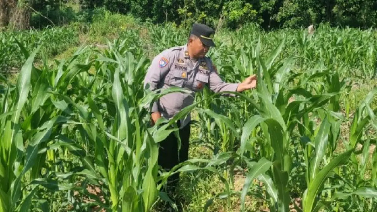 KETAHANAN PANGAN: Program ketahanan pangan yang digagas Polres Tarakan mulai menunjukkan hasil positif khususnya di tanaman jagung pipil. POLRES TARAKAN&nbsp;