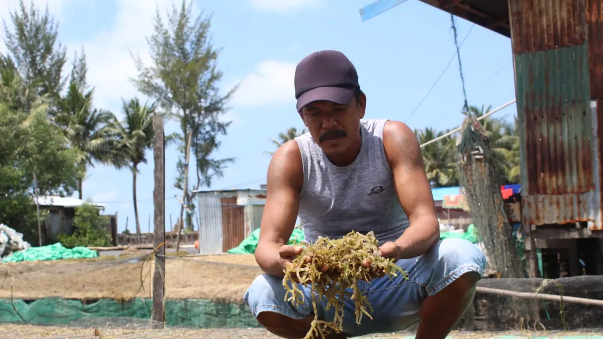 MUSIM PANCAROBA: Petani rumput laut saat melakukan aktivitas budidaya dan pengeringan hasil panen di wilayah pesisir. AGUS DIAN ZAKARIA/RADAR TARAKAN