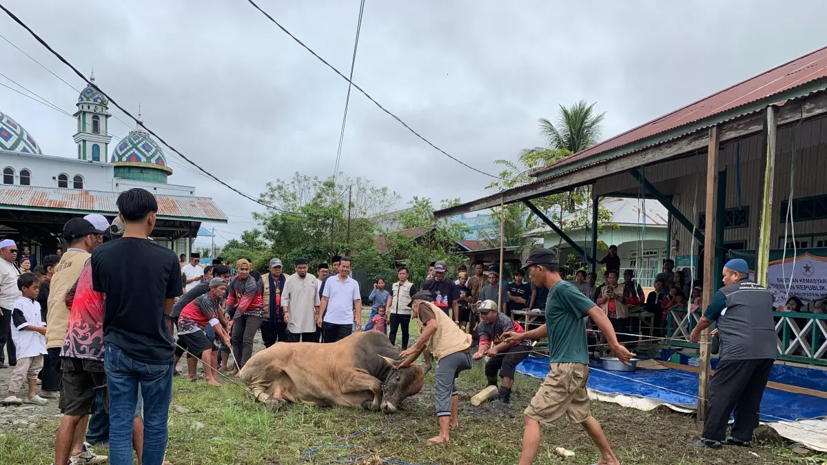 KURBAN: Proses pemotongan hewan kurban bantuan Presiden Republik Indonesia berupa sapi seberat kurang lebih 800 kilogram dilaksanakan di Masjid Wasiatul Islam. FOTO: DIPA RADAR TARAKAN