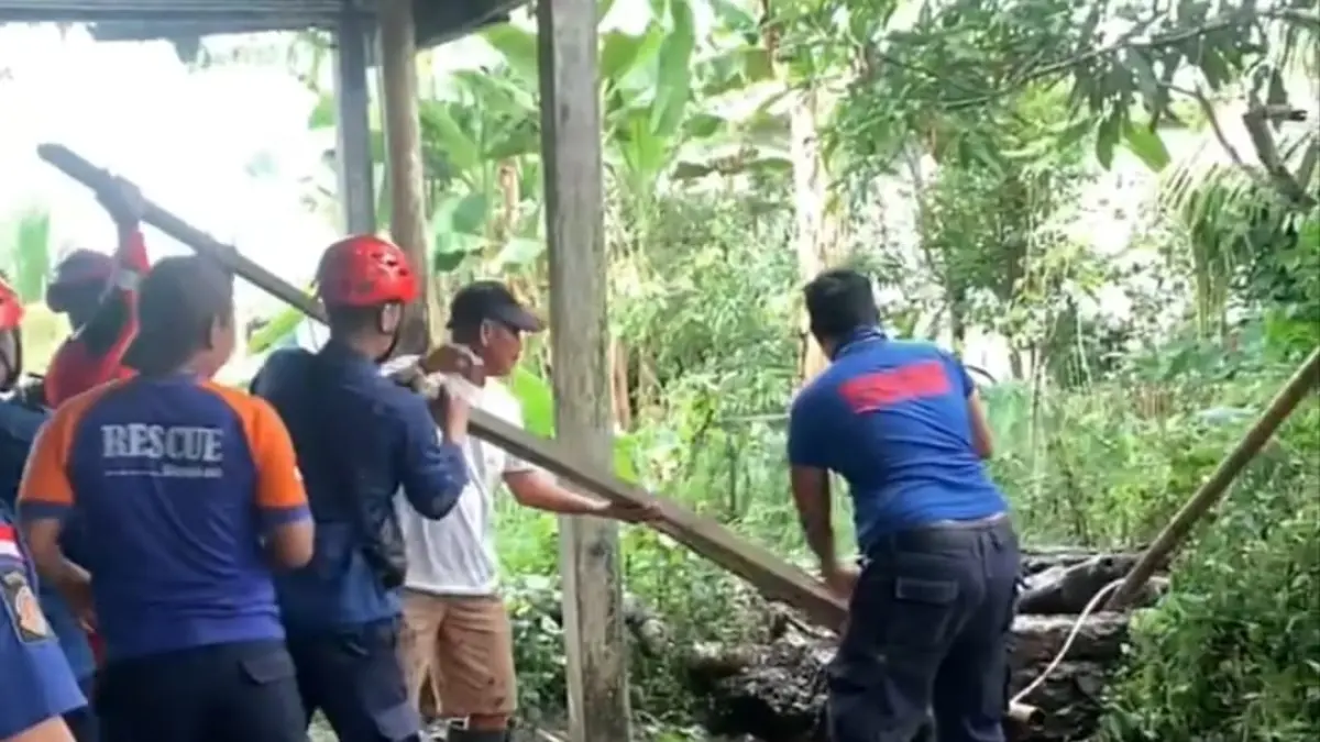EVAKUASI : Petugas Damkar Nunukan melakukan evakuasi terhadap sapi yang terperosok ke dalam Septic Tank.&nbsp;