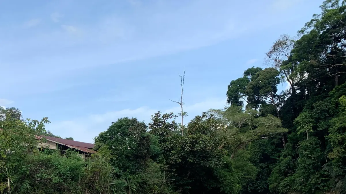 ILUSTRASI: Sungai dan Hutan sebagai ruang hidup masyarakat adat di Kabupaten Malinau. FOTO: DIPA/RADAR TARAKAN