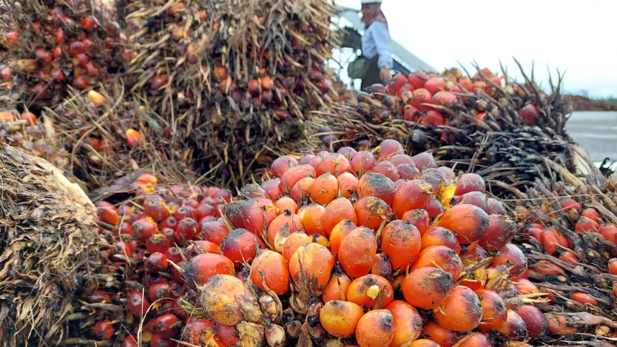 KELAPA SAWIT: Tumpukan TBS kelapa sawit di salah satu perusahaan di Bulungan. FOTO: RADAR TARAKAN