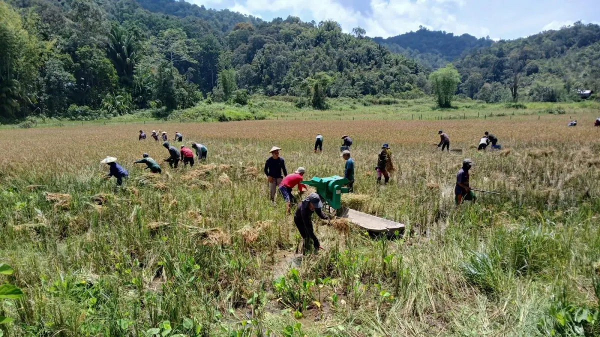 UNGGULAN : Beras Adan merupakan beras organik produk unggulan Krayan terancam sulit dipasarkan karena kondisi jalan sulit dilalui.&nbsp;