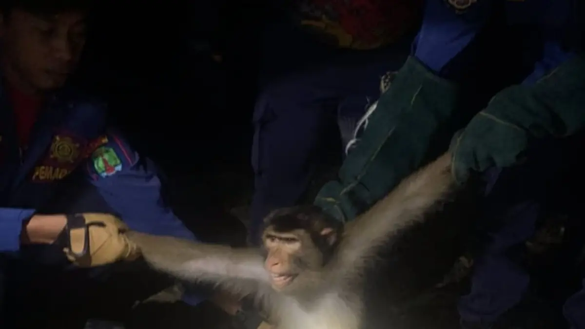 DIAMANKAN : Tim rescue, Damkar Nunukan saat mengevakuasi monyet dari lingkungan warga ke kawasan hutan mangrove yang berlokasi di Sei Fatimah.