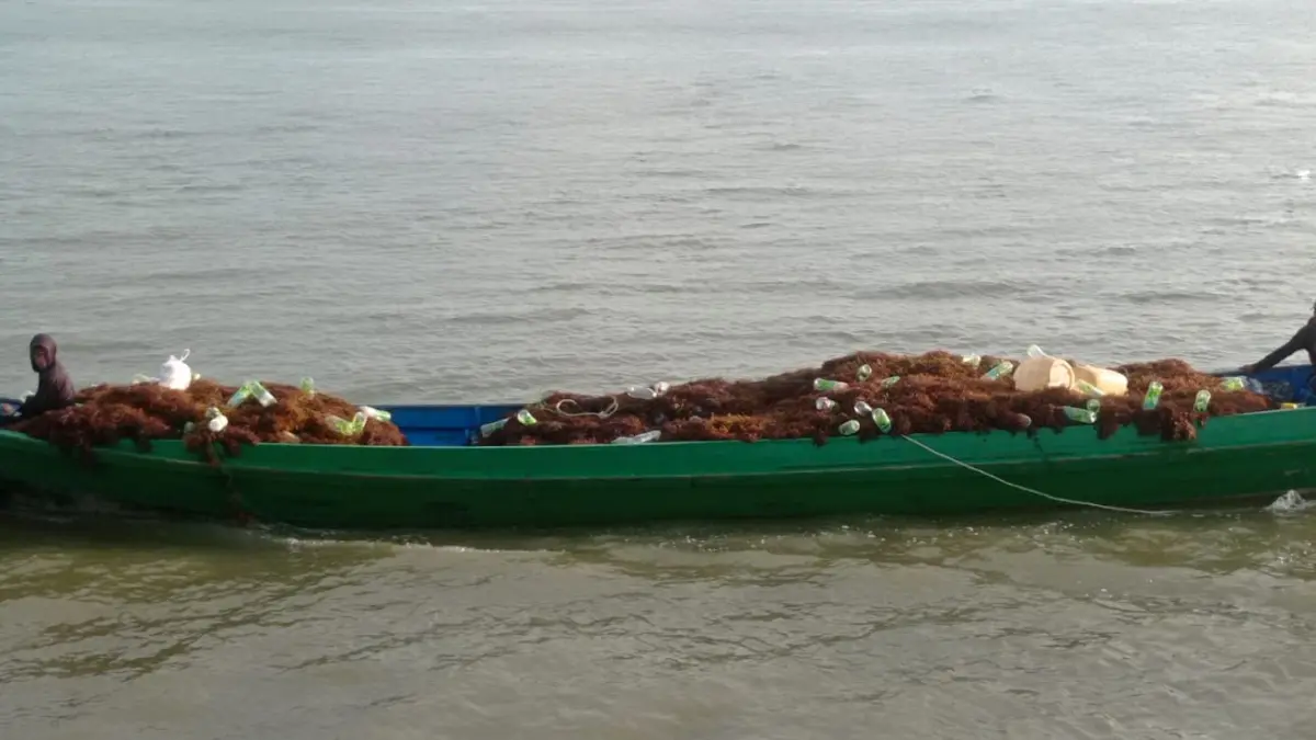 UNGGULAN : Rumput laut masih menjadi komoditas unggulan Nunukan yang produksinya setiap bulan 4 hingga 5 ribu ton setiap bulan.&nbsp;