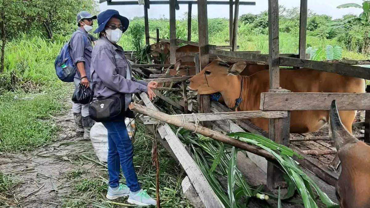 MONITORING TERNAK: Petugas Disperta &nbsp;Bulungan melakukan monitoring kondisi kesehatan ternak sapi milik warga di Bulungan. FOTO: RADAR TARAKAN