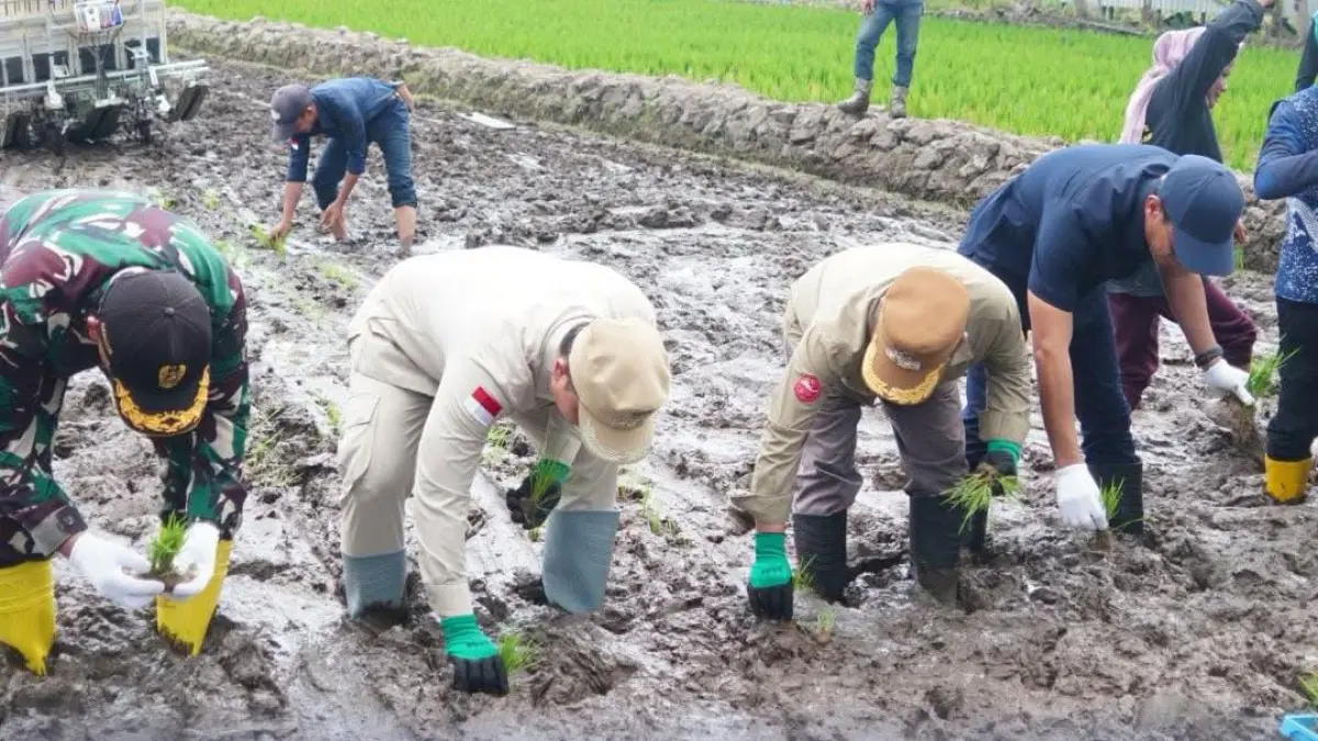 KETAHANAN PANGAN: Bupati Ibrahim Ali tanam benih padi TBL di Desa Sengkong. (FOTO: DOK DKISP)