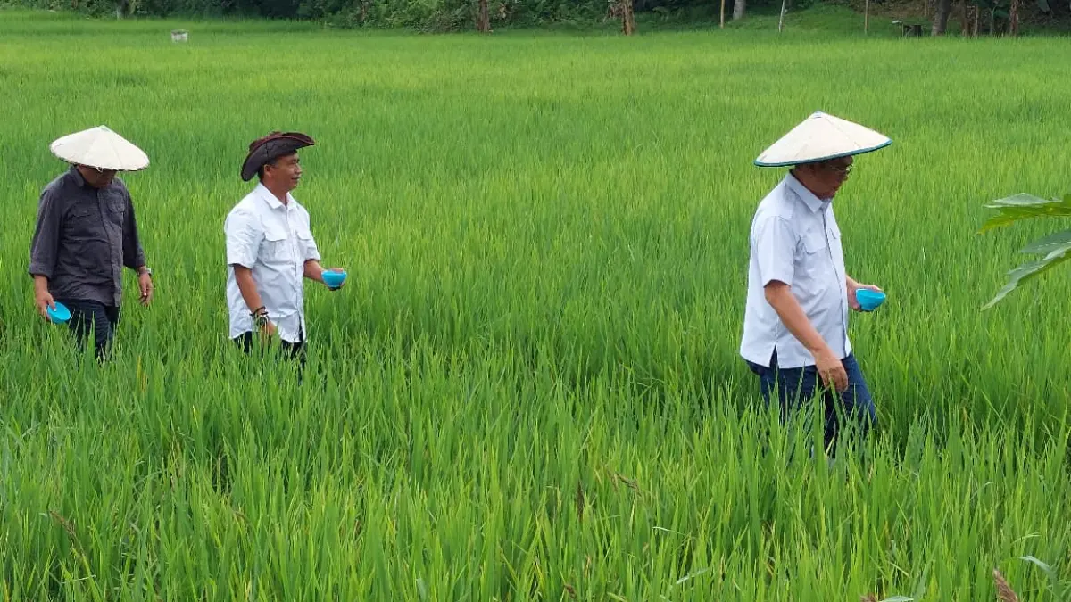 PANTAU PERTANIAN:  Kawasan lahan persawahan di wilayah Bulungan.
