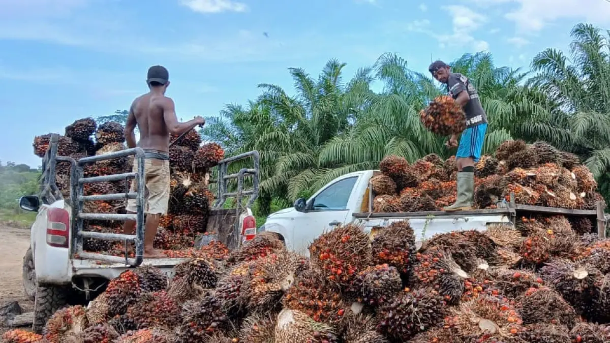 PERKEBUNAN: Potensi kelapa sawit di Kaltara saat ini sangat besar. FOTO: IWAN K/RADAR TARAKAN