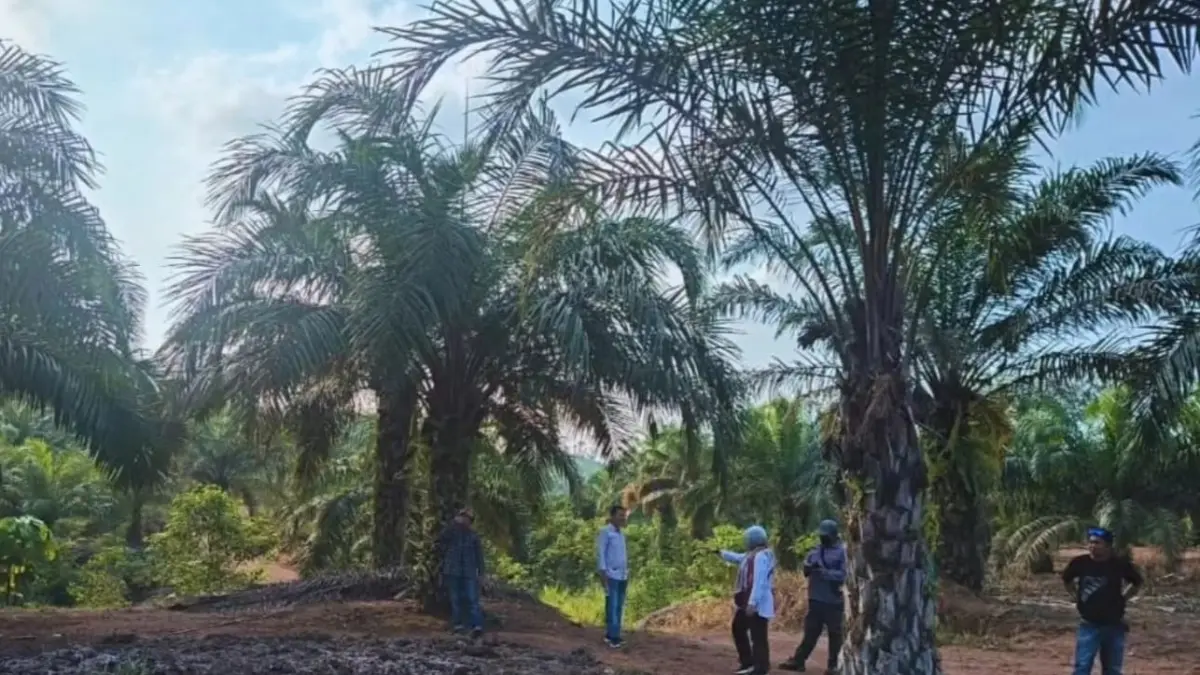VERIFIKASI LAHAN SAWIT : Tim Disperta Bulungan melakukan identifikasi dan verifikasi CPCL program PSR.