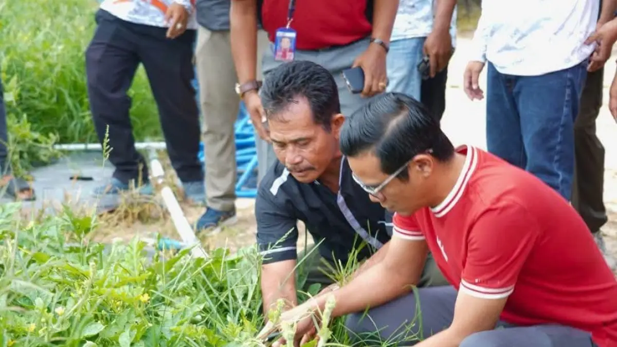 PERDANA : Bupati Nunukan H. Irwan Sabri saat menghadiri panen perdana hortikultura bersama Kelompok Tani Harapan Sejahtera di Kampung Baru, Kelurahan Selisun.&nbsp;