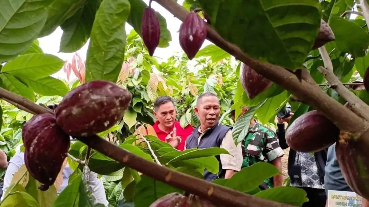 TINJAU KAKAO: Bupati Bulungan Syarwani meninjau tanaman kakao saat melihat langsung potensi pengembangan komoditas perkebunan di Bulungan.

