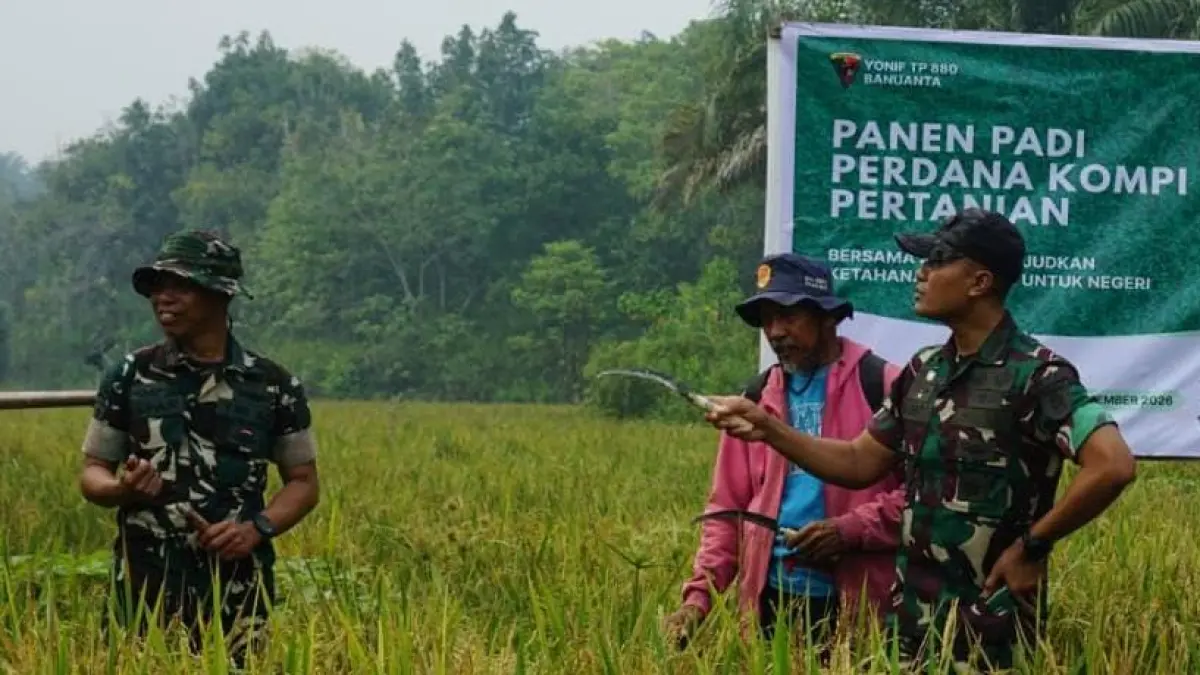 PANEN PADI : Personel Yonif TP 880/Banuanta memanen padi di Desa Apung, Selasa (8/9).