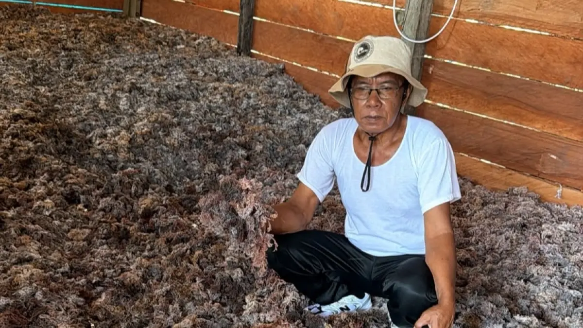MELIMPAH : Ketua Bidang Pemasaran Rumput Laut Perkumpulan Rumput Laut Nusantara (PRLN), Kamaruddin saat melakukan pengecekan kadar air rumput laut yang telah diproses.