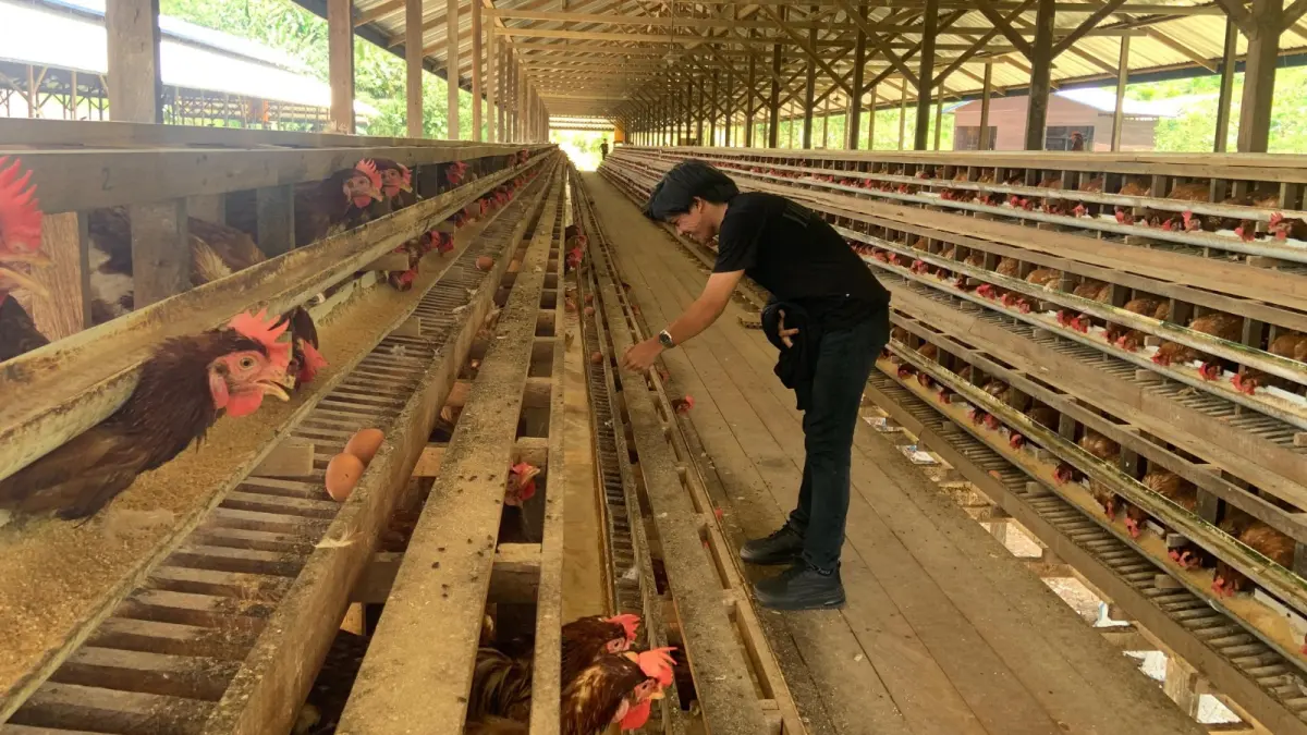 PETERNAKAN : Salah satu peternakan ayam di wilayah Bulungan.