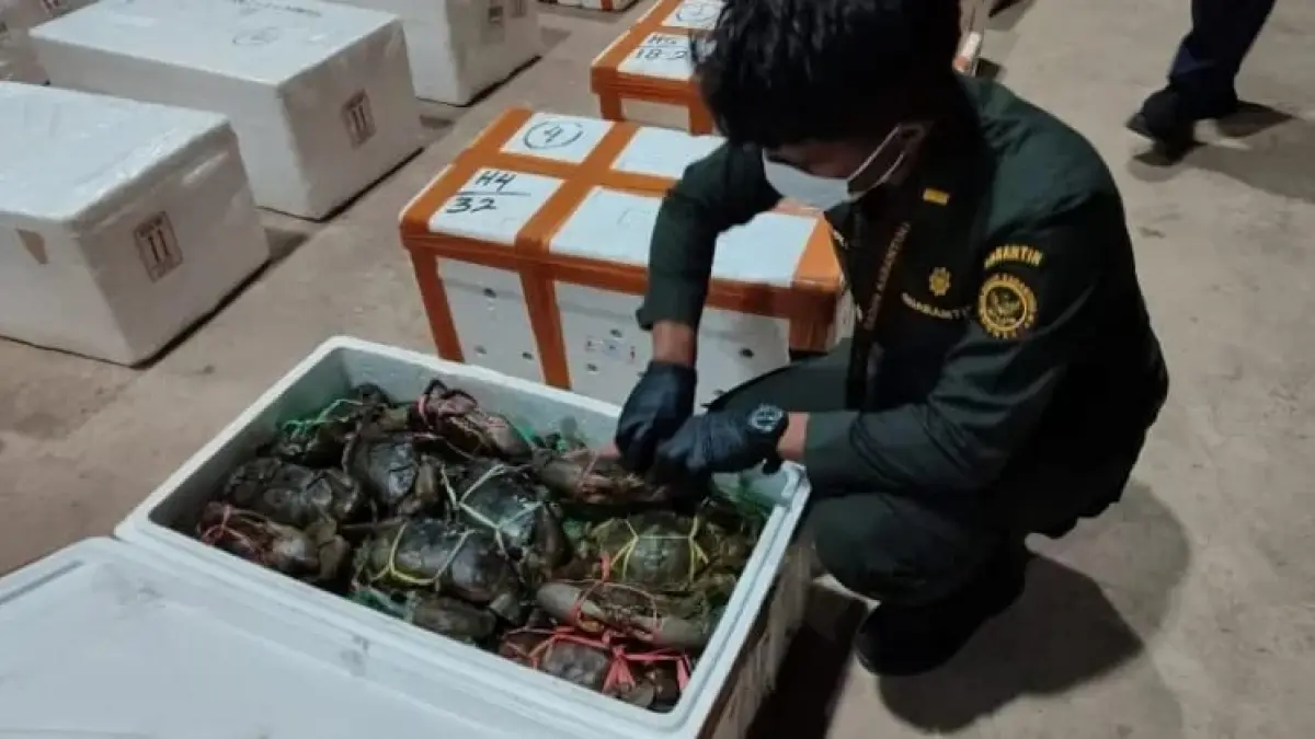 MILIKI POTENSI : Aktivitas ekspor komoditi kepiting hidup di Kaltara.
