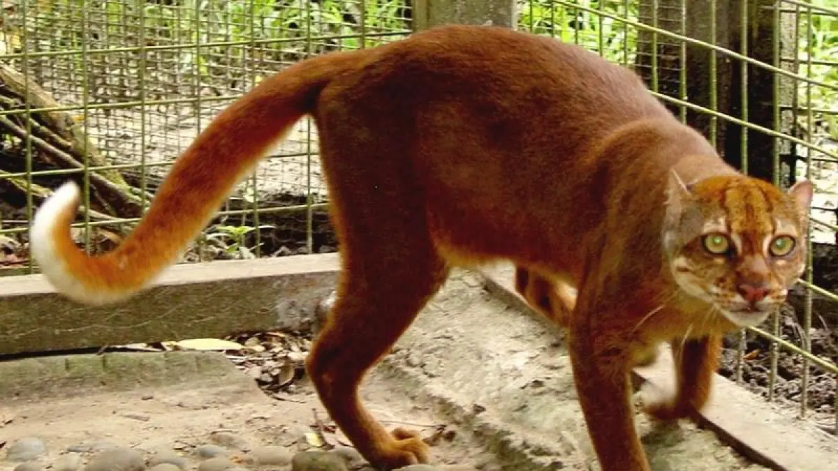 IKON: Potret Kucing merah yang berada di kandang di Serawak, Malaysia, tahun 2005, Wikimedia Commons/Jim Sanderson/CC BY-SA 3.0. FOTO: INT