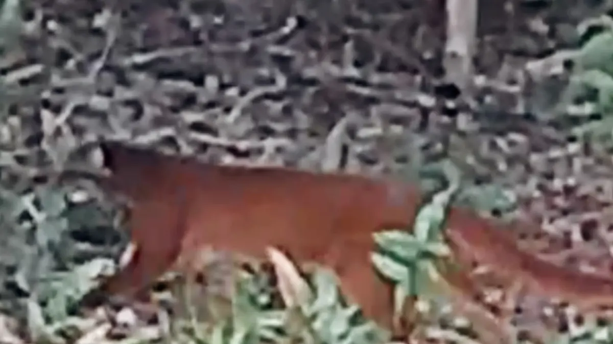 TERPANTAU : Kucing merah (Catopuma badia) teridentifikasi di kawasan Taman Nasional Kayan Mentarang (TNKM) melalui kamera trap.