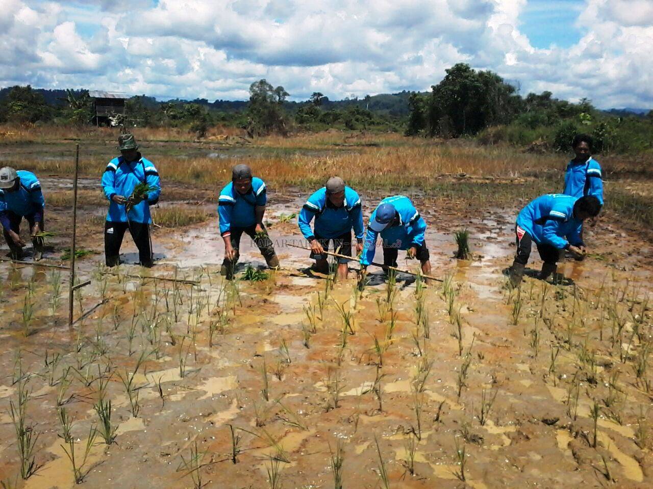 garap-lahan-sawah-seluas-luasnya