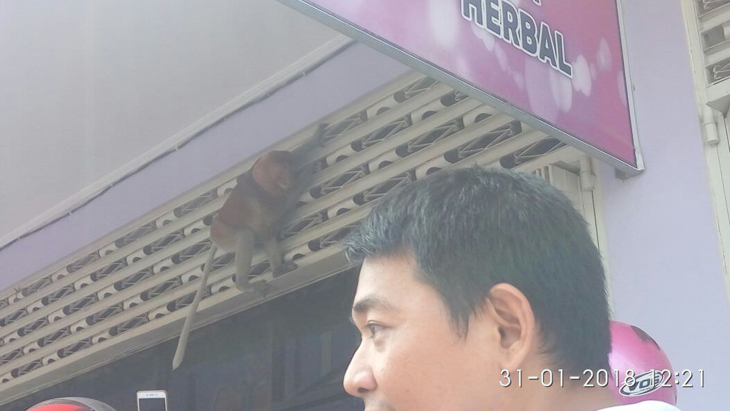 warga-heboh-seekor-bekantan-bergelantungan-di