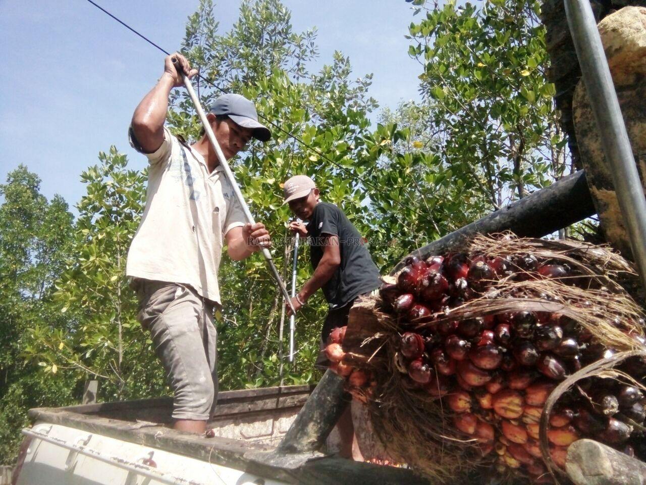 kelapa-sawit-lebih-optimis