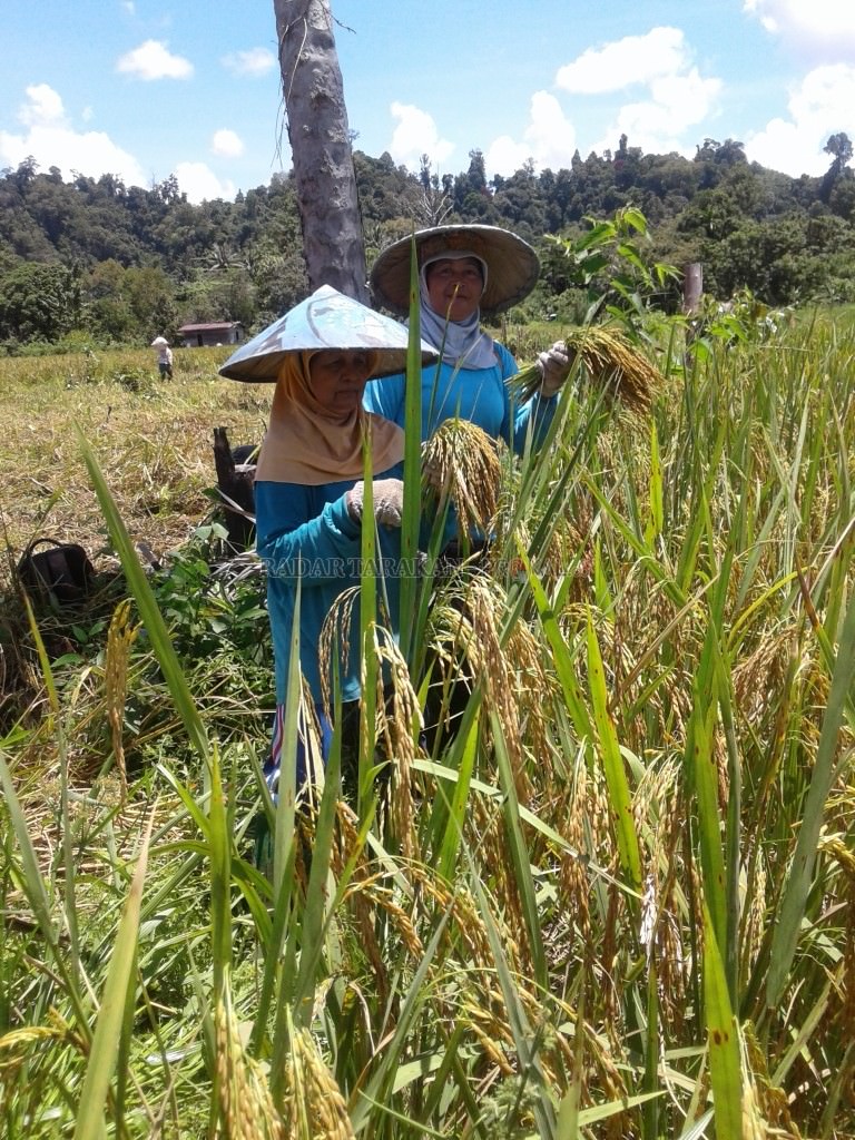 membuat-emping-dari-padi-ketan-mentah-yang-diolah-manual