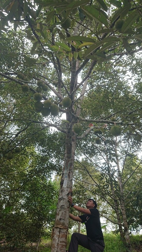 enaknya-musim-durian-di-sebatik-bersantap-durian-di-bawah-pohon