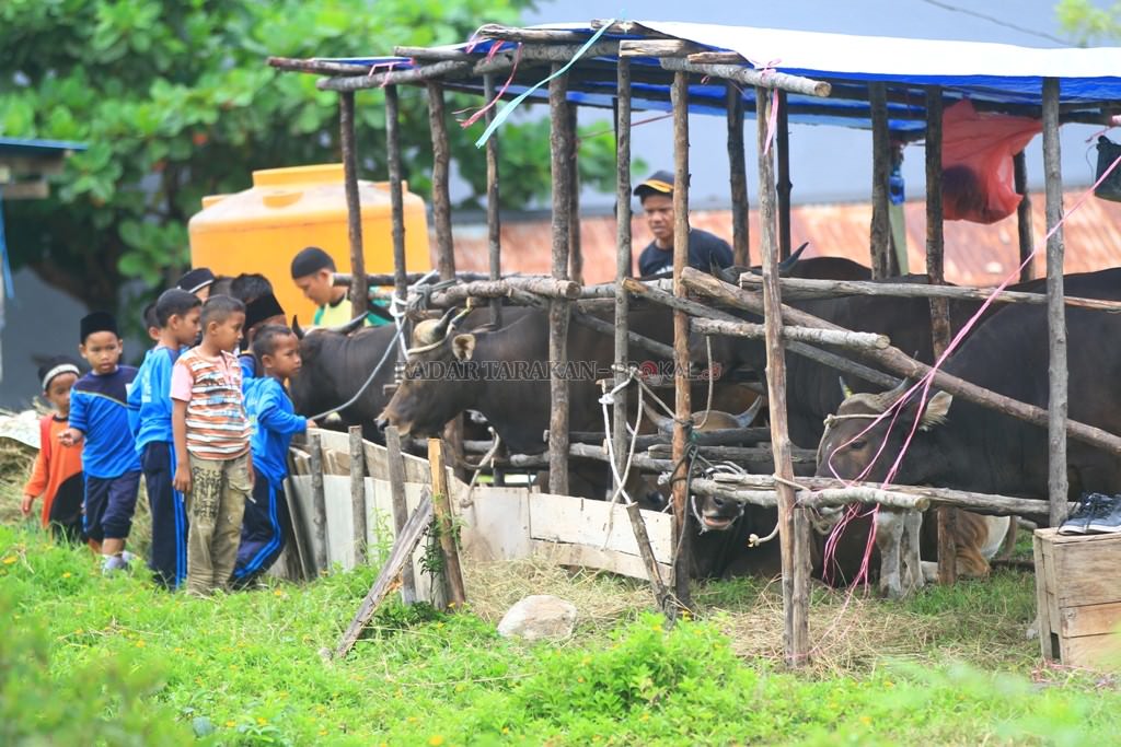 kurban-sapi-paling-murah-rp-18-juta