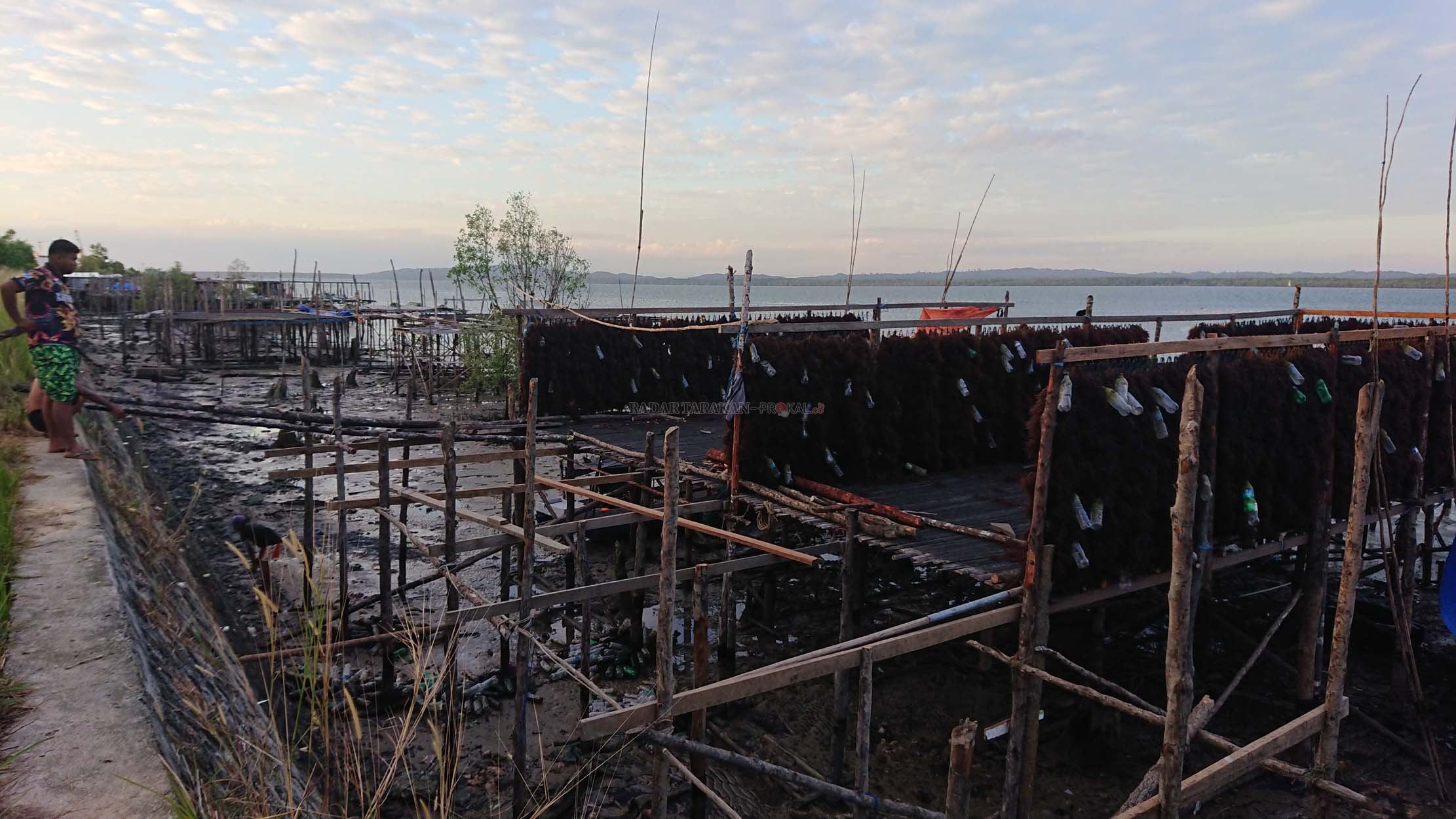 sediakan-gudang-bantu-pengekspor-rumput-laut