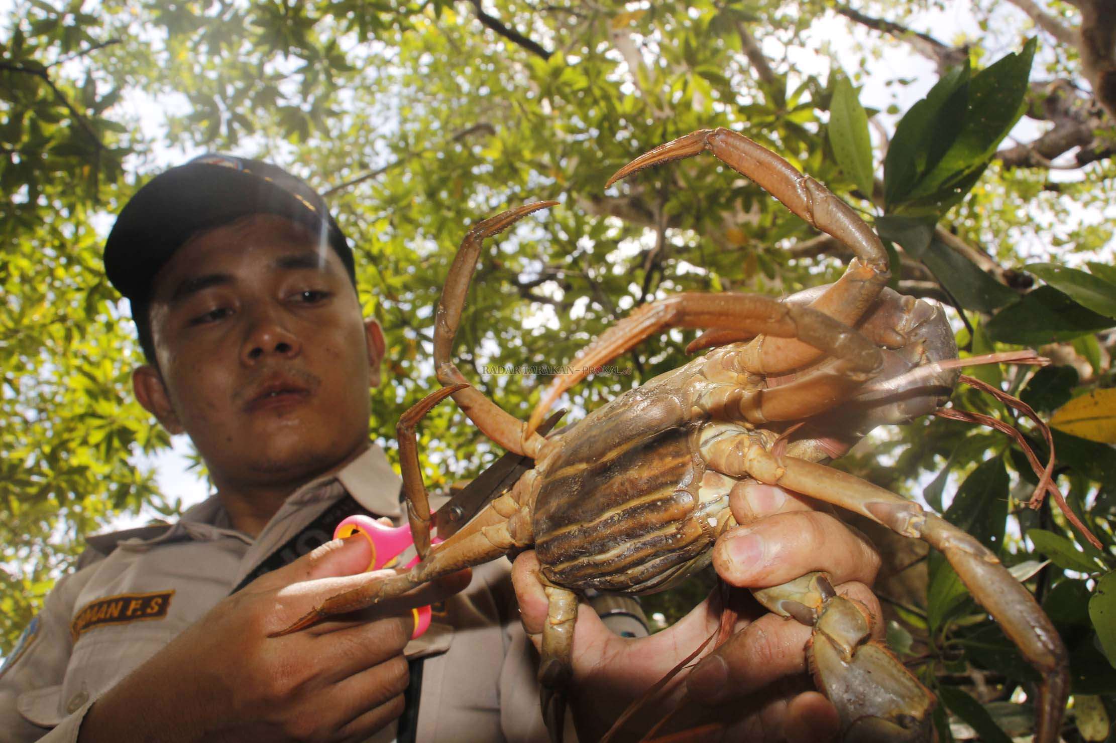 ratusan-kepiting-bertelur-gagal-diselundupkan