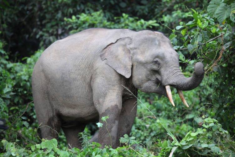 bksda-tak-tahu-pasti-populasi-gajah-kalimantan