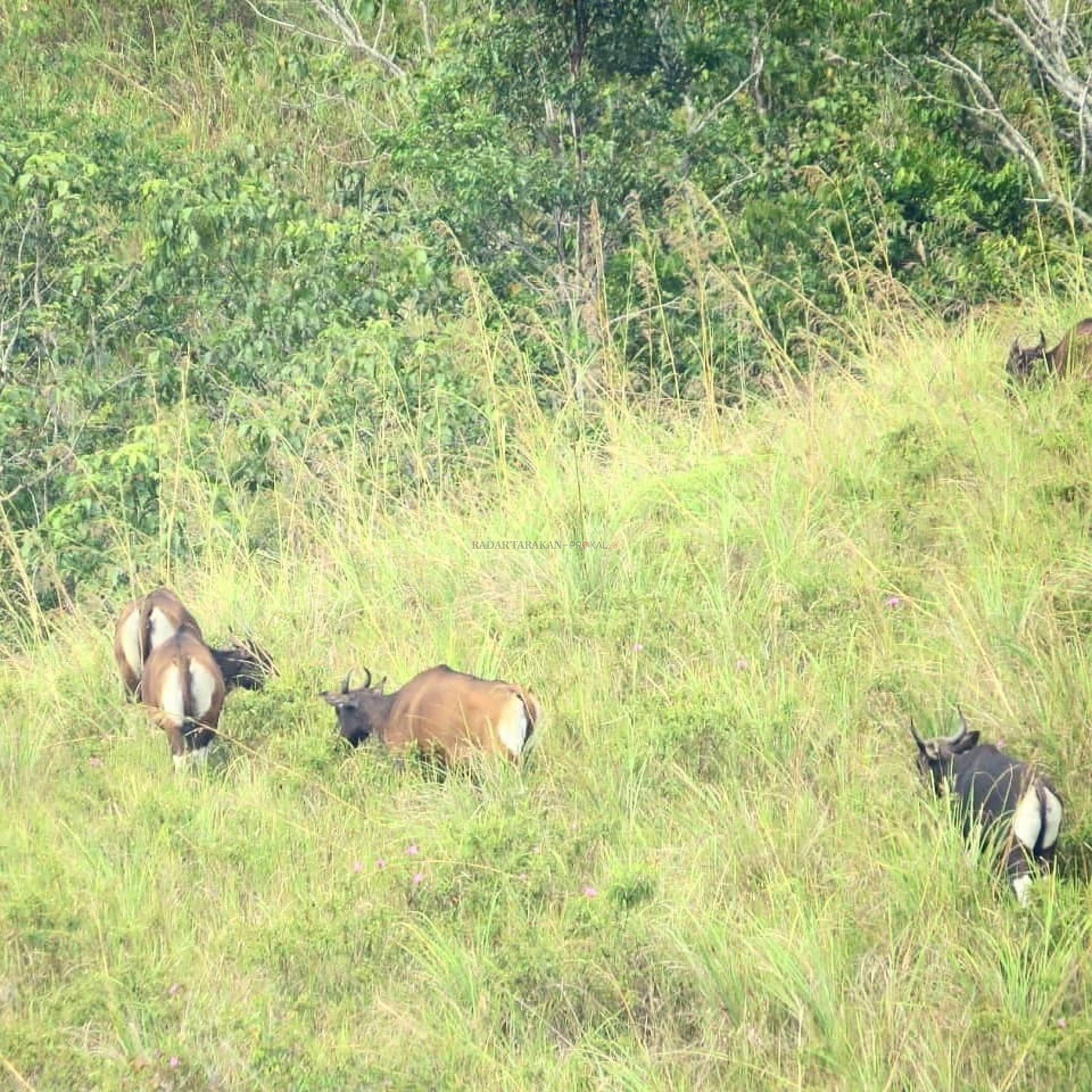 populasi-banteng-borneo-di-tnkm-meningkat