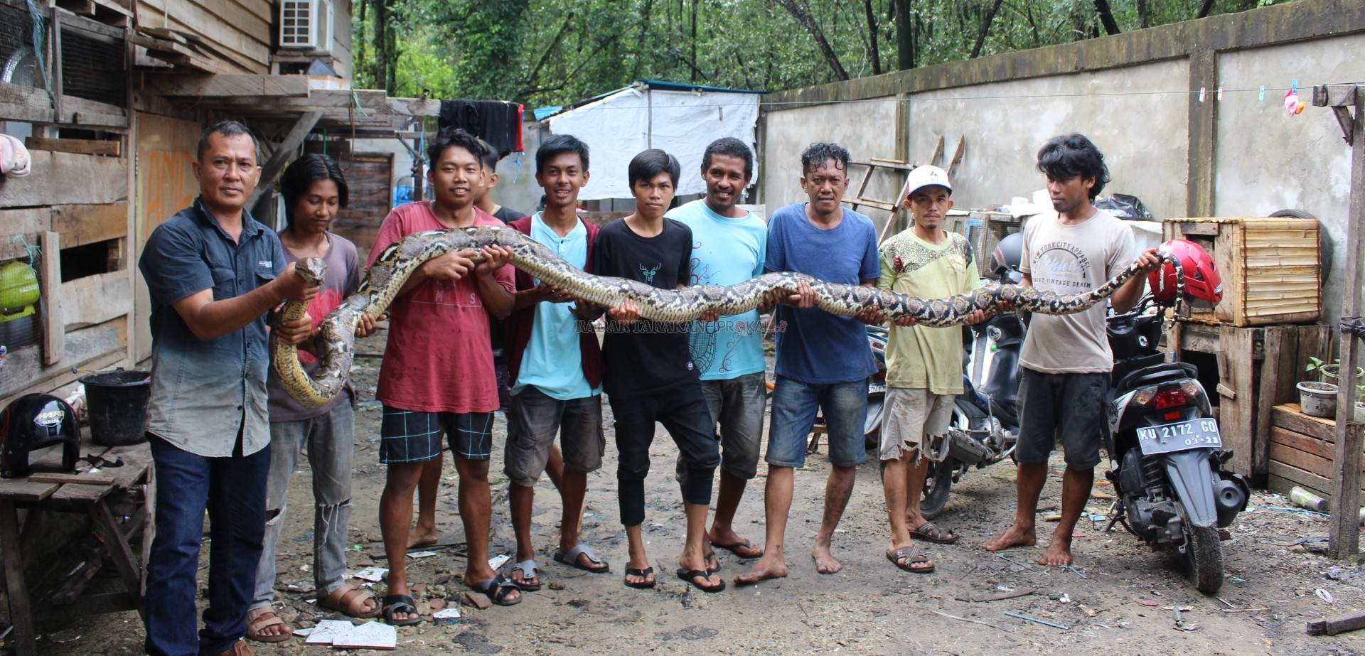 ular-8-meter-bolak-balik-masuk-pasar
